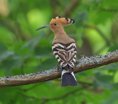 Hop - Eurasian Hoopoe