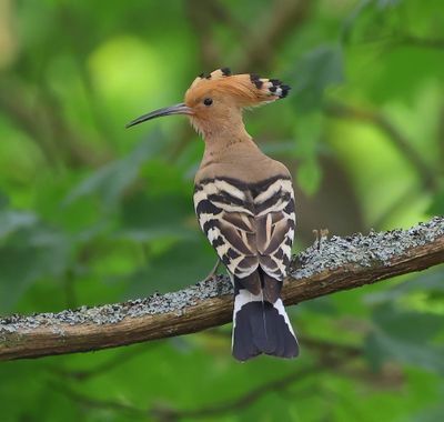 Hop - Eurasian Hoopoe