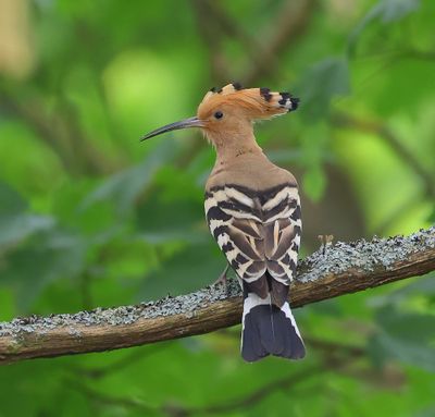Hop - Eurasian Hoopoe