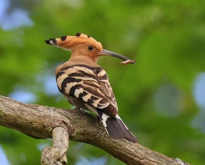 Hop - Eurasian Hoopoe