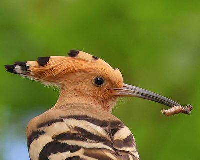 Hop - Eurasian Hoopoe
