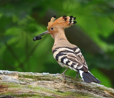 Hop - Eurasian Hoopoe