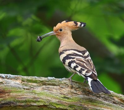 Hop - Eurasian Hoopoe