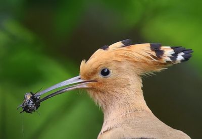 Hop - Eurasian Hoopoe