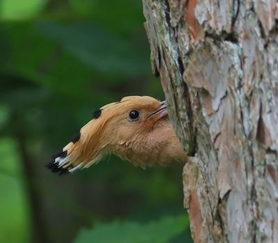 Hop - Eurasian Hoopoe