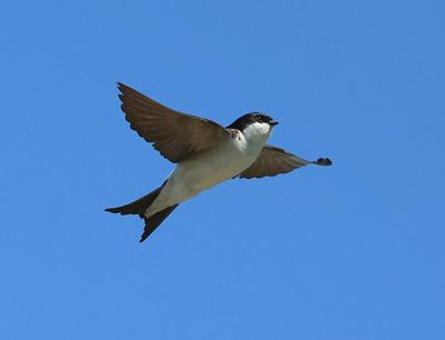 Huiszwaluw - Common House Martin