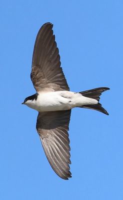 Huiszwaluw - Common House Martin