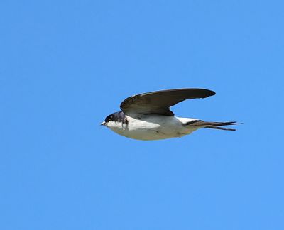 Huiszwaluw - Common House Martin