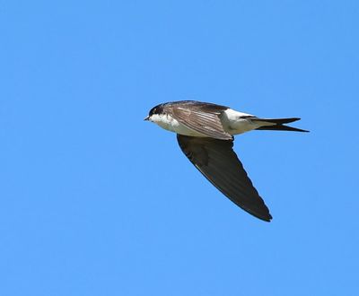 Huiszwaluw - Common House Martin