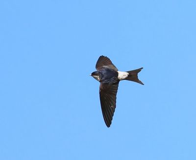 Huiszwaluw - Common House Martin