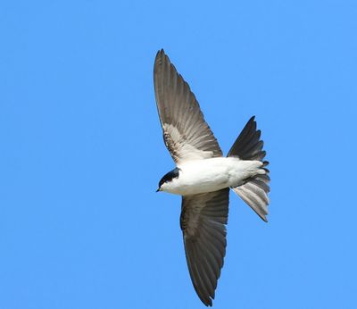 Huiszwaluw - Common House Martin