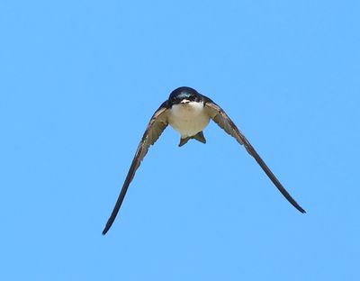 Huiszwaluw - Common House Martin