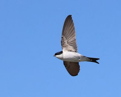 Huiszwaluw - Common House Martin