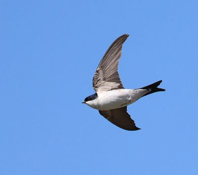 Huiszwaluw - Common House Martin