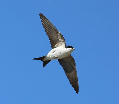 Huiszwaluw - Common House Martin