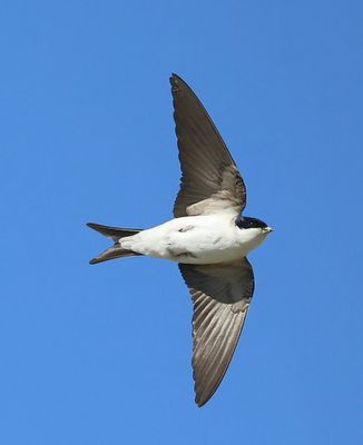 Huiszwaluw - Common House Martin