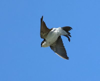 Huiszwaluw - Common House Martin