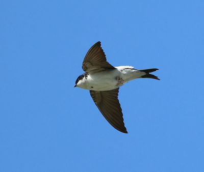 Huiszwaluw - Common House Martin
