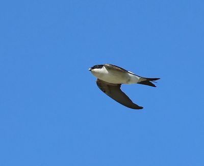Huiszwaluw - Common House Martin