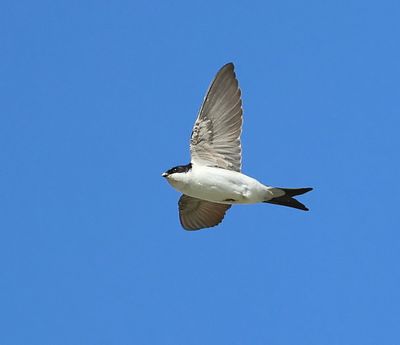 Huiszwaluw - Common House Martin