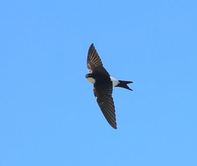 Huiszwaluw - Common House Martin