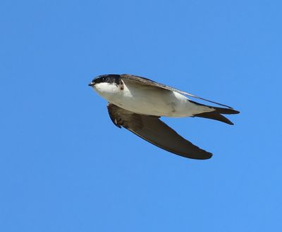 Huiszwaluw - Common House Martin
