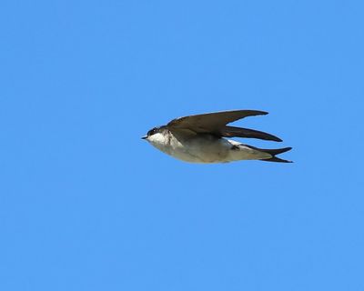 Huiszwaluw - Common House Martin