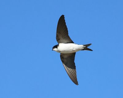 Huiszwaluw - Common House Martin