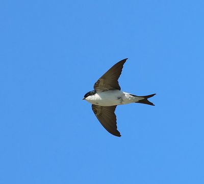 Huiszwaluw - Common House Martin