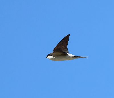 Huiszwaluw - Common House Martin