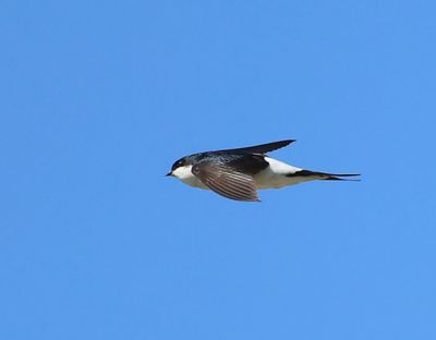Huiszwaluw - Common House Martin