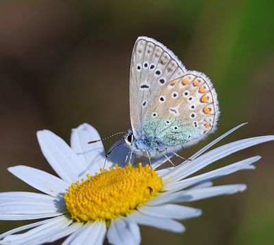Icarusblauwtje - Common Blue