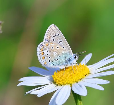 Icarusblauwtje - Common Blue