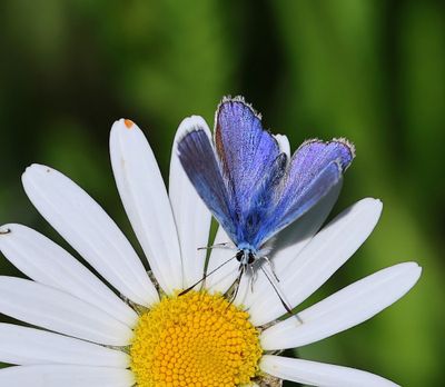 Icarusblauwtje - Common Blue