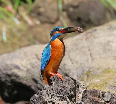 IJsvogel - Common Kingfisher