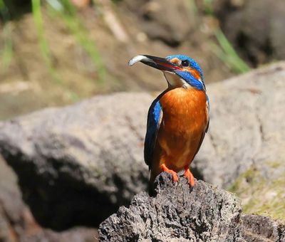 IJsvogel - Common Kingfisher