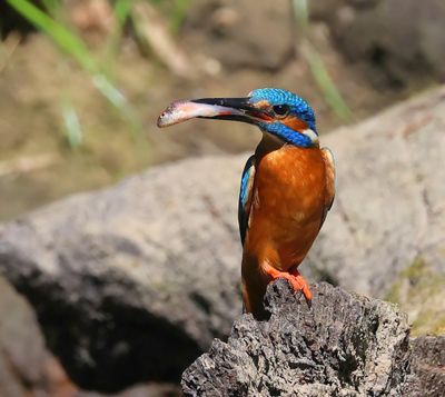 IJsvogel - Common Kingfisher