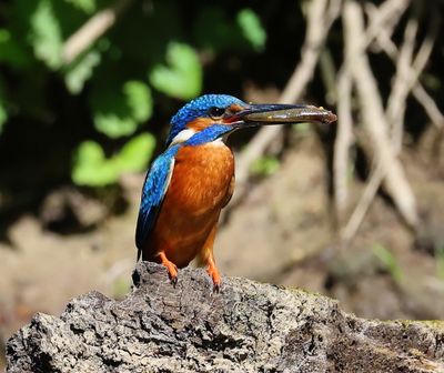 IJsvogel - Common Kingfisher
