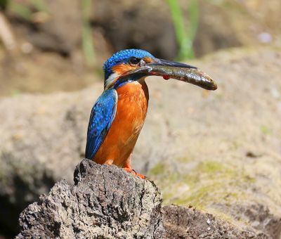 IJsvogel - Common Kingfisher
