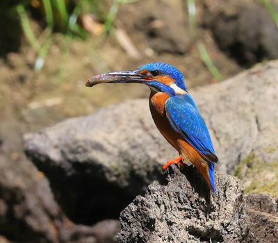 IJsvogel - Common Kingfisher
