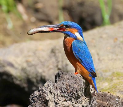 IJsvogel - Common Kingfisher
