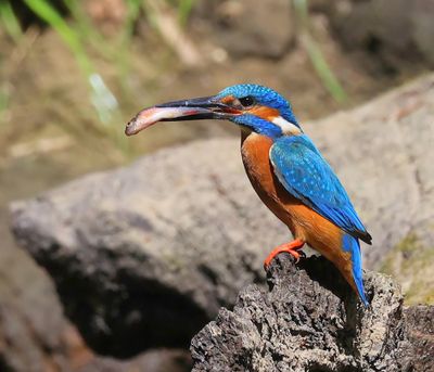IJsvogel - Common Kingfisher