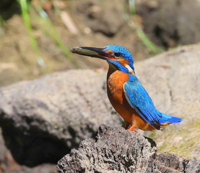 IJsvogel - Common Kingfisher