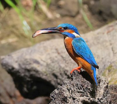 IJsvogel - Common Kingfisher