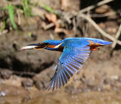 IJsvogel - Common Kingfisher