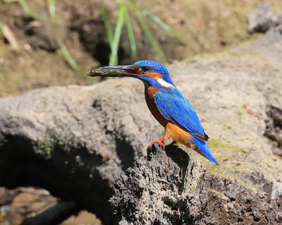 IJsvogel - Common Kingfisher