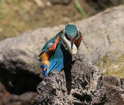 IJsvogel - Common Kingfisher