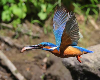 IJsvogel - Common Kingfisher
