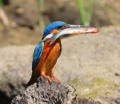 IJsvogel - Common Kingfisher