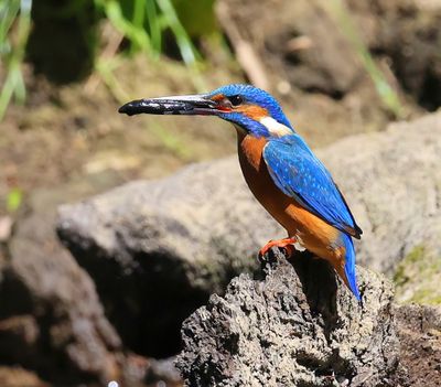 IJsvogel - Common Kingfisher